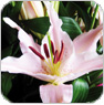 orientalische lilien