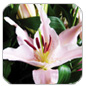 Orientalische Lilien